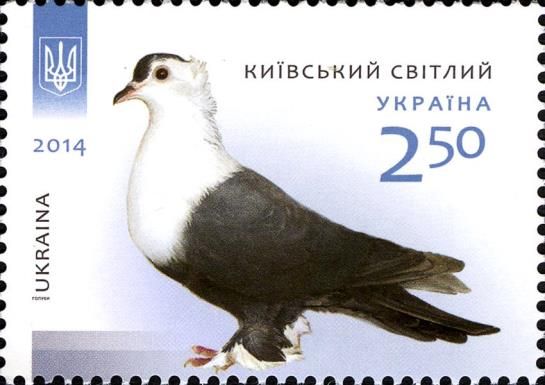 Kyiv Tumbler (Columba livia forma domestica)