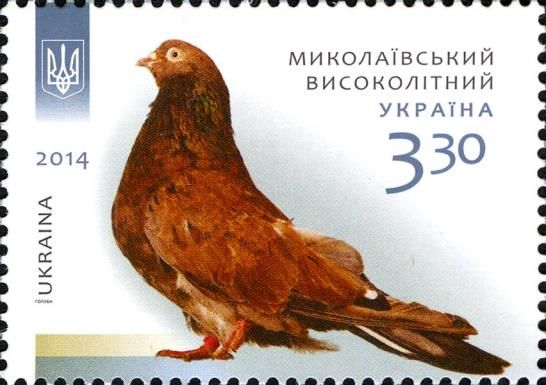 Mykolaiv High Flyer (Columba livia forma domestica)