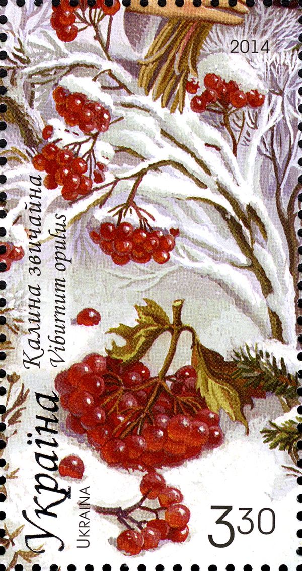 Guelder Rose