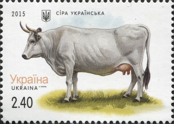 Grey Ukrainian (Bos primigenius taurus)