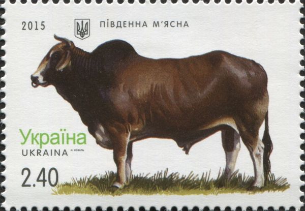 Southern Beef Cattle (Bos primigenius taurus)