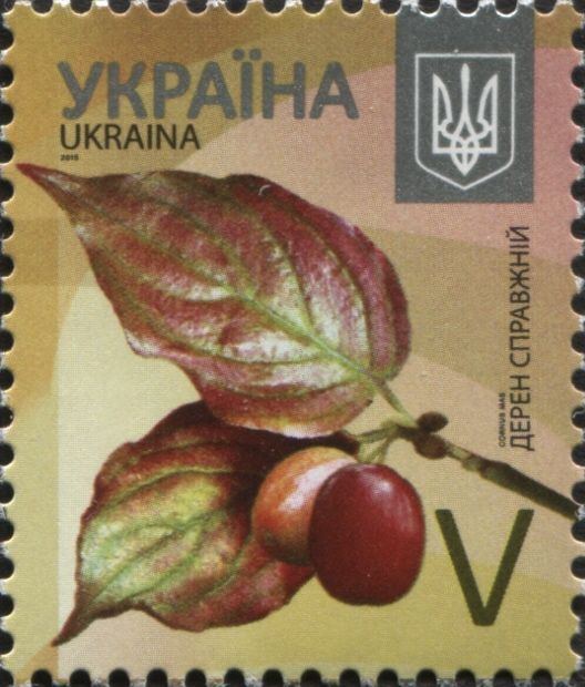 Cornelian Cherry (Cornus mas)