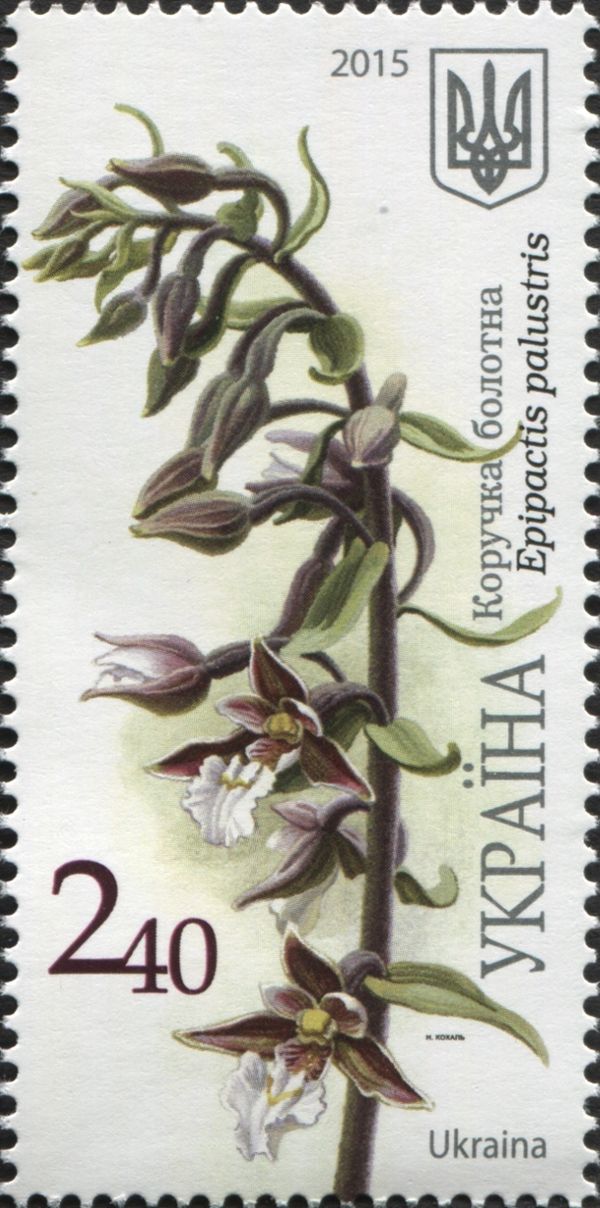 Epipactis palustris