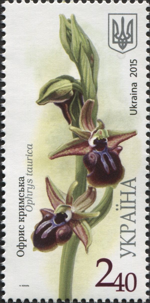 Ophrys taurica