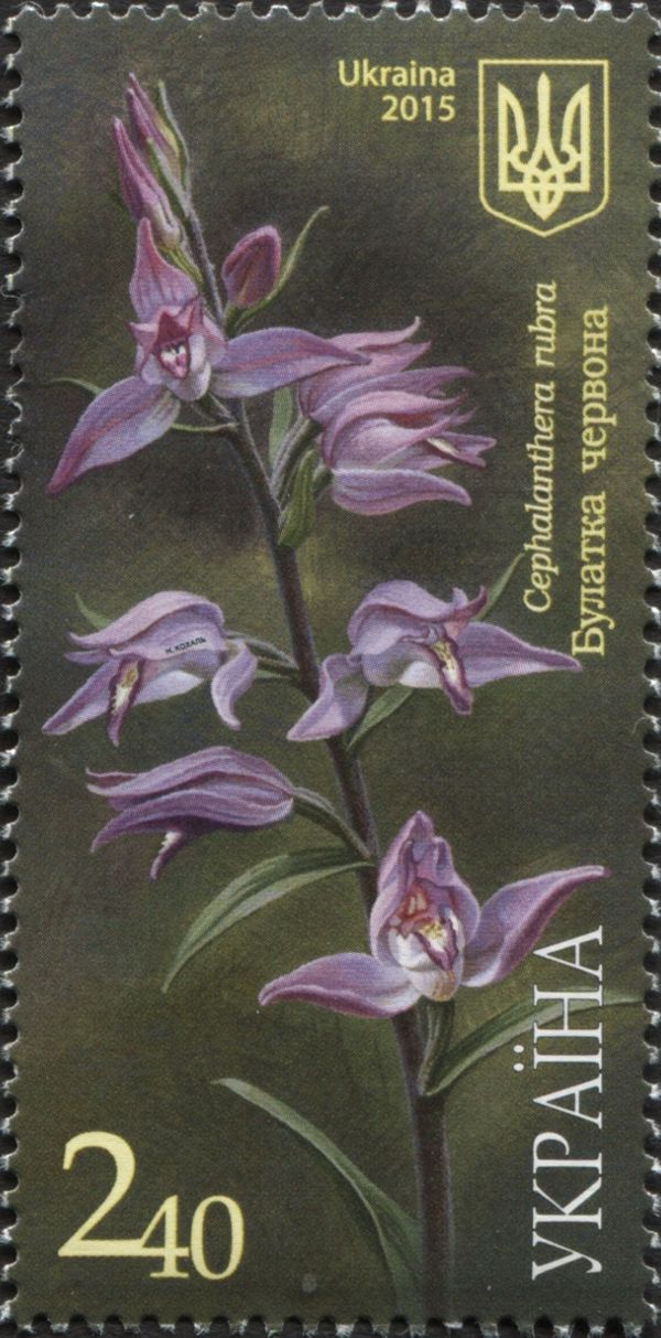 Cephalanthera rubra