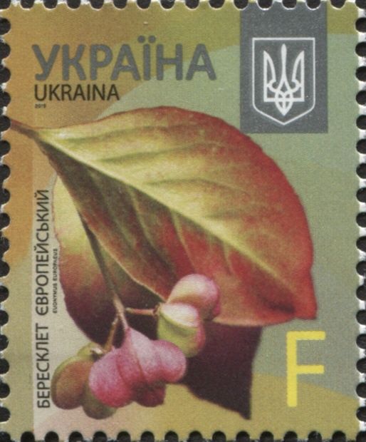 European Spindle (Euonymus europaeus)