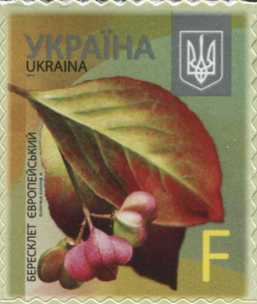 European Spindle (Euonymus europaeus)