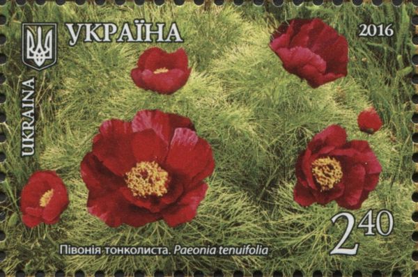 Paeonia tenuifolia