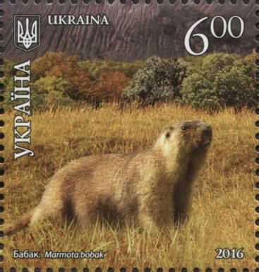 Bobak Marmot (Marmota bobak)