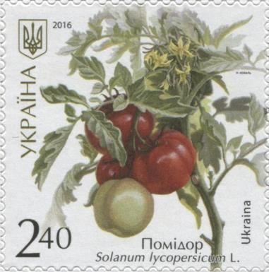 Solanum lycopersicum