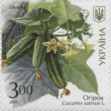Cucumis sativus