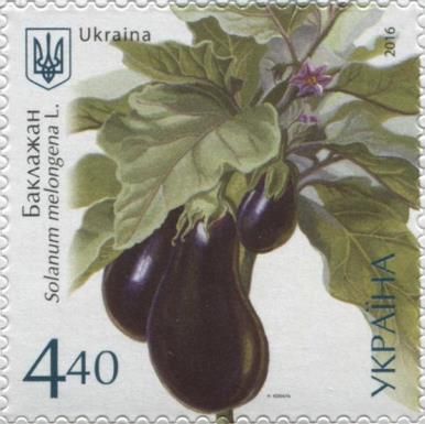 Solanum melongena