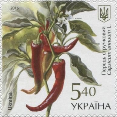 Capsicum annuum