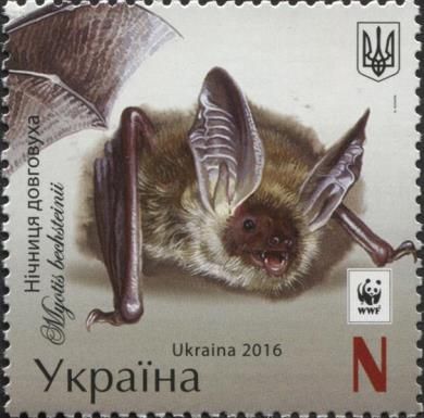 Bechstein's Myotis (Myotis bechsteinii)