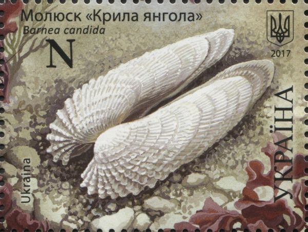 White Piddock (Barnea candida)
