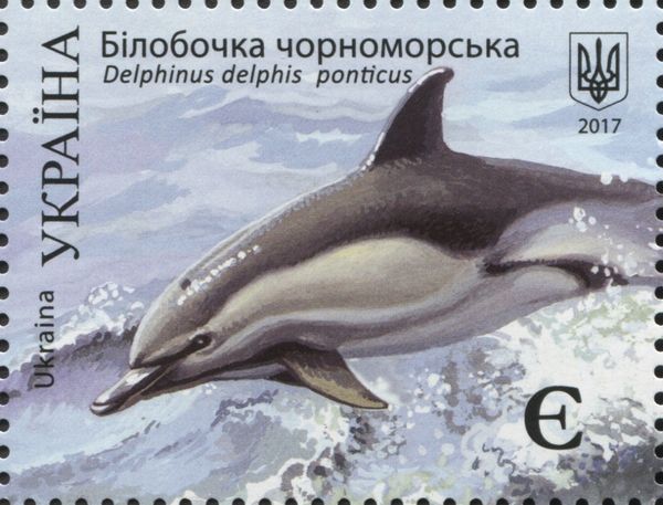 Black Sea Common Dolphin (Delphinus delphis ponticus)