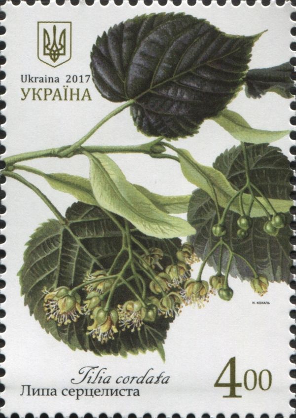 Small-leaved Lime (Tilia cordata)