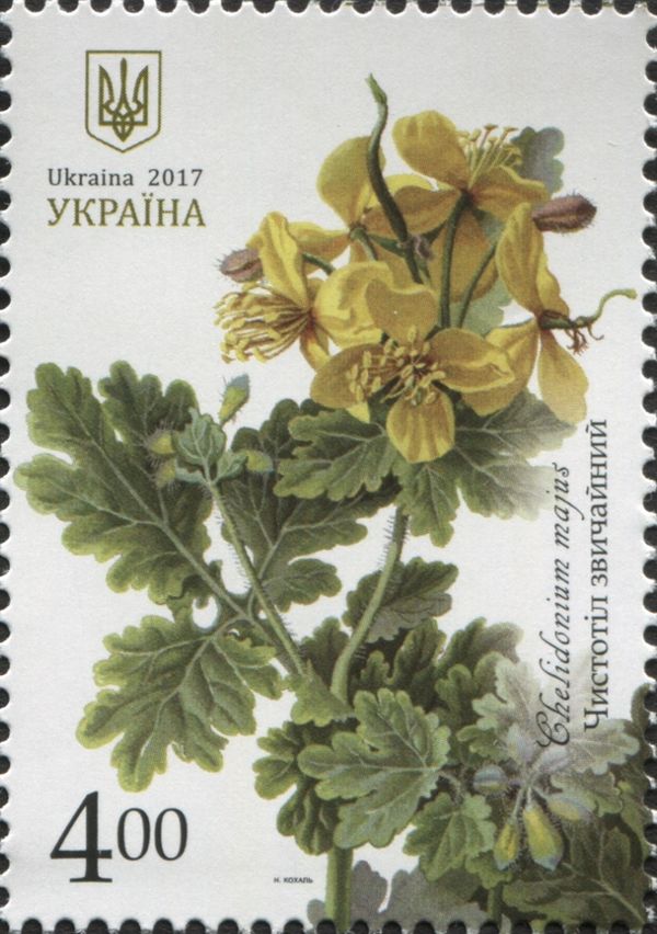 Greater Celandine (Chelidonium majus)