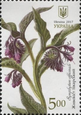 Common comfrey (Symphytum officinale)