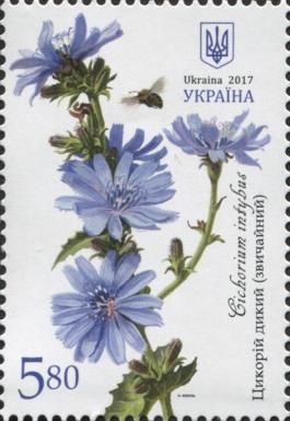 Common chicory (Cichorium intybus)