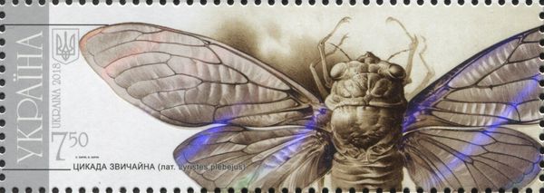 Cicada (Lyristes plebejus)