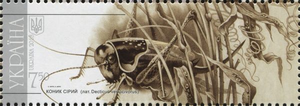 Wart-biter (Decticus verrucivorus)