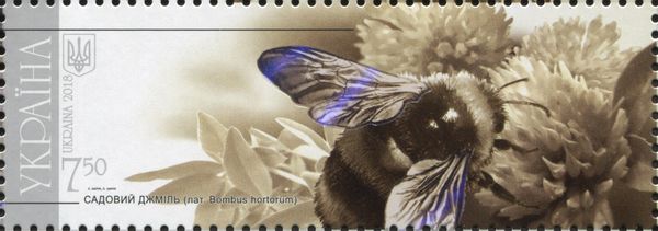 Garden Bumblebee (Bombus hortorum)