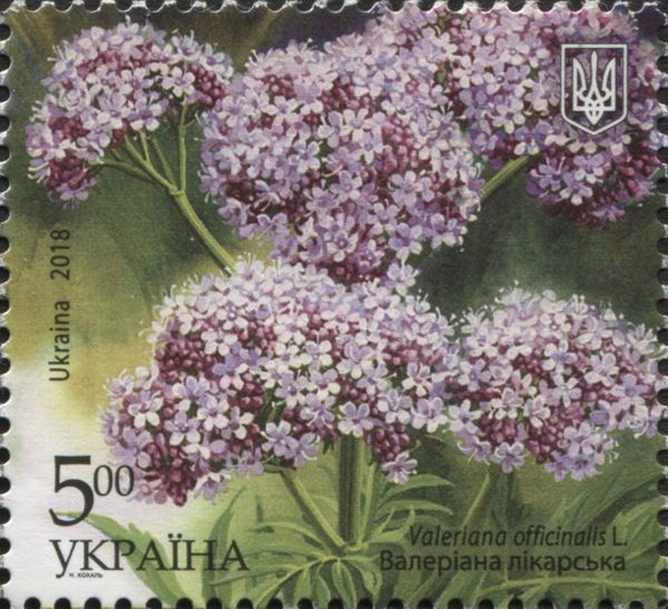 Valeriana officinalis L.