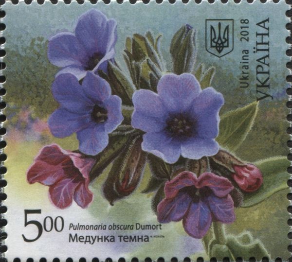 Pulmonaria obscura Dumort
