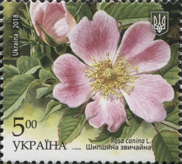Rosa canina L.