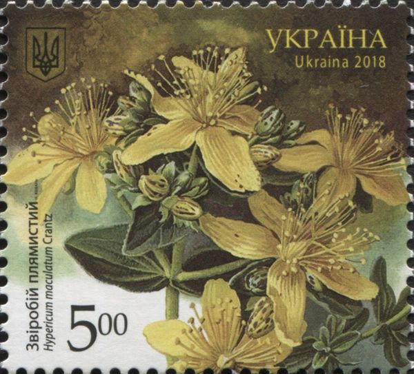 Hypericum maculatum Crantz