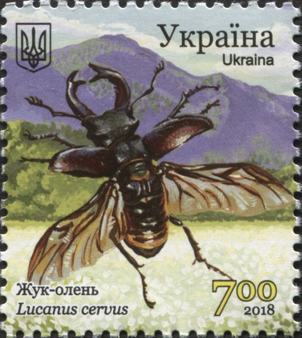 Stag Beetle (Lucanus cervus)