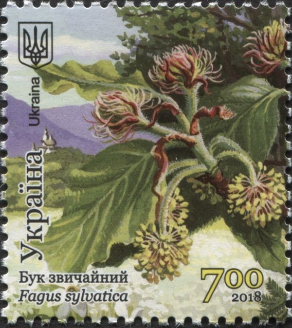 European Beech (Fagus sylvatica)