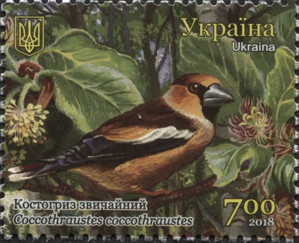 Hawfinch (Coccothraustes coccothraustes)