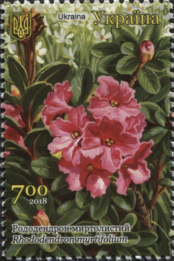 Rhododendron myrtifolium