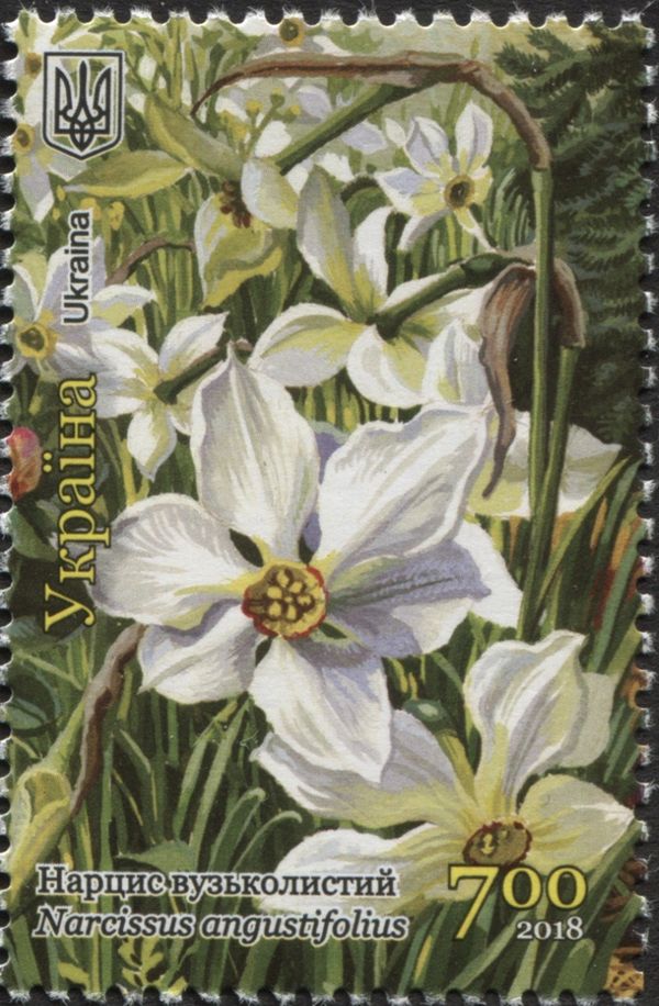 Poet's Daffodil (Narcissus angustifolius)