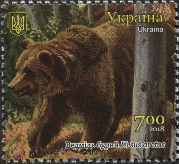 Brown Bear (Ursus arctos)