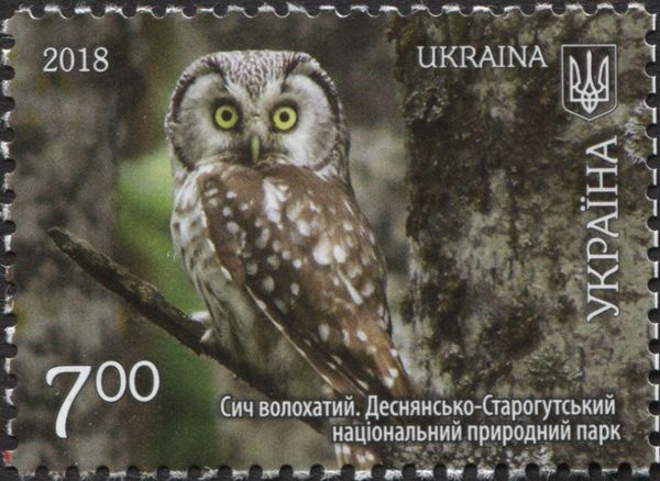 Boreal Owl (Aegolius funereus)