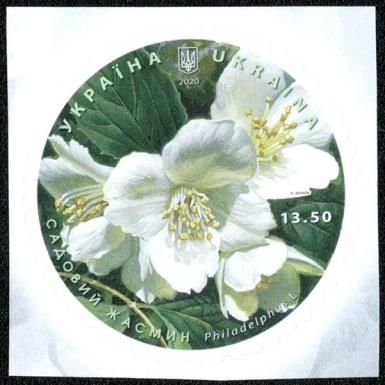 Mock Orange (Philadelphus sp)