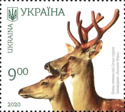 Sika Deer (Cervus nippon)
