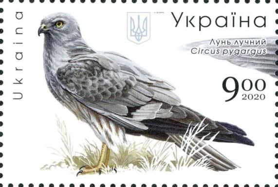 Montagu's Harrier (Circus pygargus)