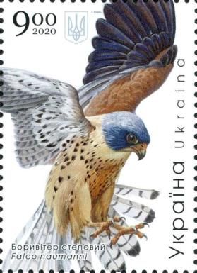 Lesser Kestrel (Falco naumanni)