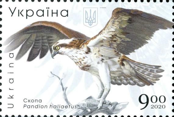 Western Osprey (Pandion haliaetus)