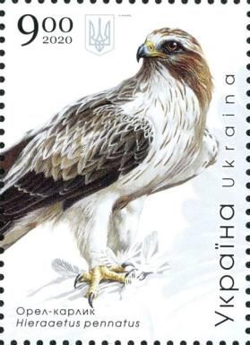 Booted Eagle (Hieraaetus pennatus)