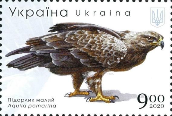 Lesser Spotted Eagle (Aquila pomarina)