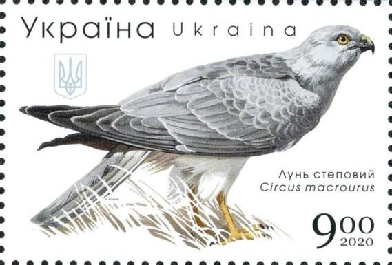 Pallid Harrier (Circus macrourus)