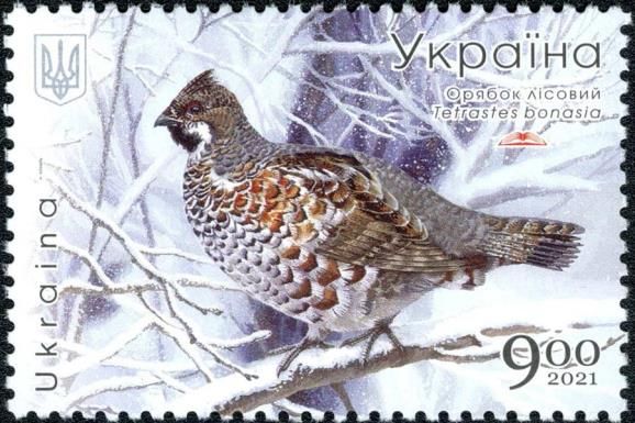 Hazel Grouse (Tetrastes bonasia)