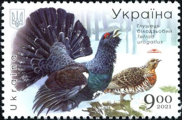 Western Capercaillie (Tetrao urogallus)