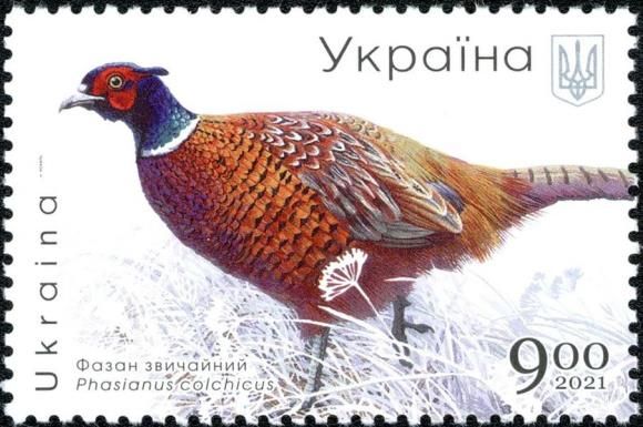 Ring-Necked Pheasant (Phasianus colchicus)