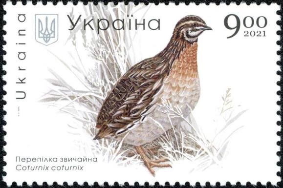 European Quail (Coturnix coturnix)